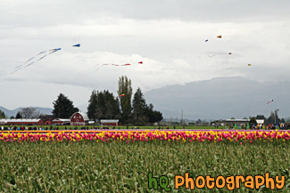 Skagit Valley Tulip Festival