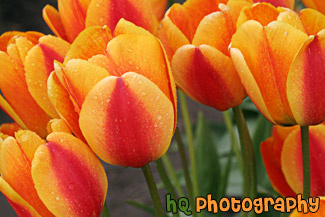 Red & Yellow Tulips Up Close