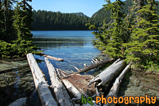 Mowich Lake & Logs