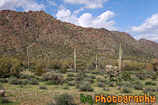 Arizona Landscape