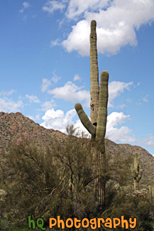 Saguaro Cactus