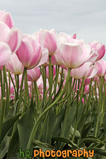 Pink Tulips, April 2010