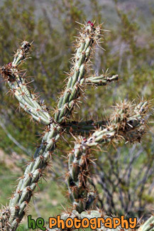 Cactus Plant Up Close