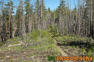 Hiking Trail Near Chelan