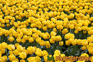 Yellow Tulips