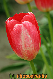 Single Red Tulip