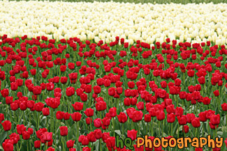 Field of Red and White Tulips