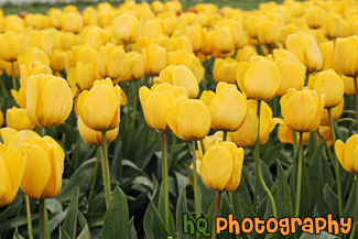 Yellow Tulip Field Up Close