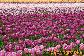 Field of Pink and Purple Tulips
