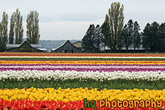 Skagit Valley Tulip Fields