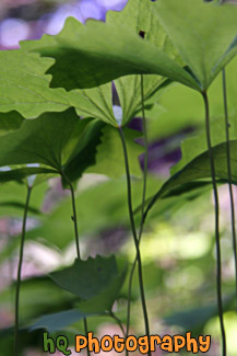 Looking Up at Big Leaves