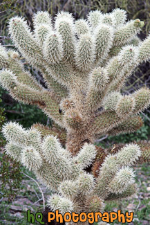 Small Cactus Tree