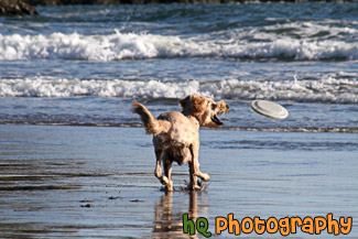 Dog Catching Frisbee