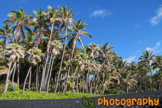 Black Sand Beach & Palm Trees