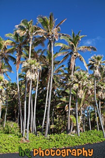 Punaluu Black Sand Beach