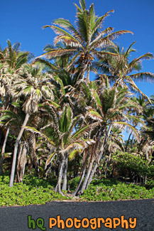 Black Sand Beach at Punaluu, Big Island