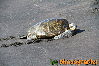 Sea Turtle on Black Beach