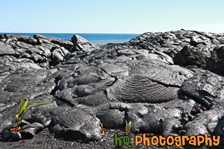 Lava Fields & Ocean