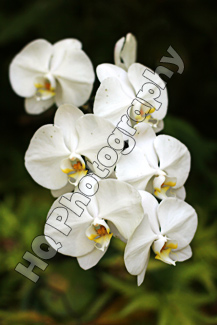White Flowers in Hawaii