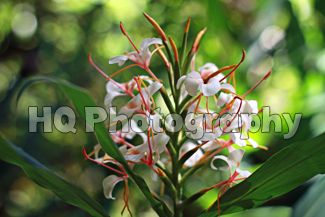 Flowers in Hawaii