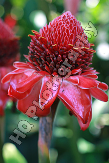 Red Hawaiian Flower