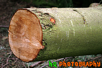 Close up of a Log