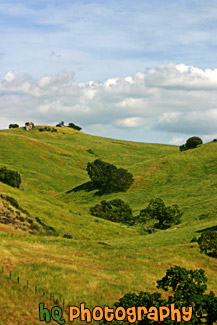 Green Hill & Scenic Sky Scene