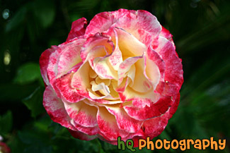 Colorful Shades of Pink Flower