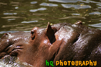 Hippopotamus Face