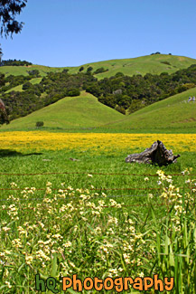 Beautiful Marin County Landscape