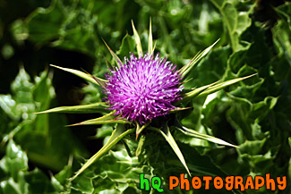 Winged Thistle - Californian Purple Wildflower