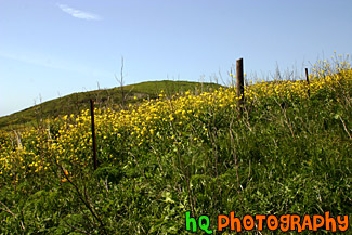 California Yellow Wildflowers