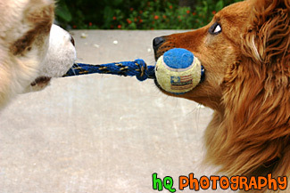 Dogs Playing Tug-of-War