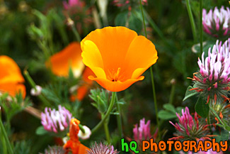 California Orange Poppy