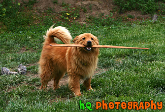 Dog Biting a Stick