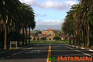 Stanford University from Palm Drive