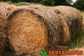 Bundles of Hay