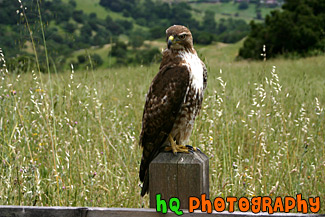 Hawk on Post