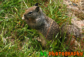 Close up of a Squirrel