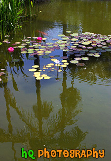 Lilly, Pond & Palm Tree Reflection