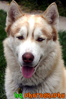 Siberian Husky Close Up