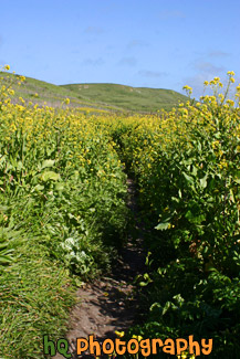 Hiking Through Marin County Wildflowers