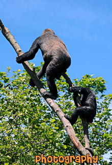 Two Gorillas on Tree Branch
