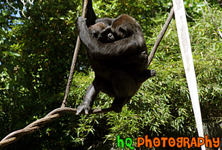 Two Gorillas Hugging on Branch