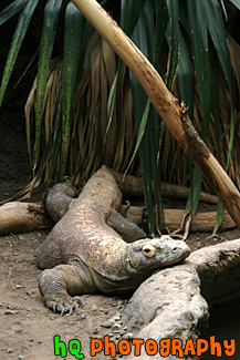 Komodo Dragon Lizard