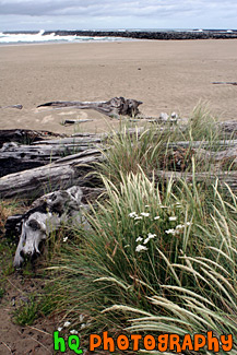 Discovery Point : Oregon Coast & Beach