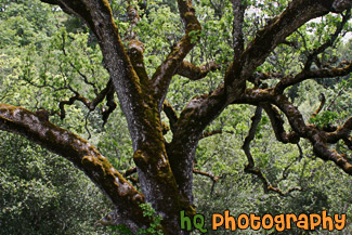 Mossy Tree Close Up