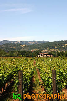 Napa Valley Cakebread Cellars Vineyard