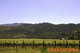 Napa Valley, California