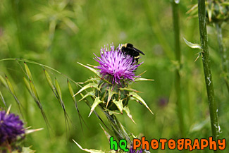 Bee on Winged Thistle Wildflower